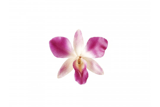 Orchidea Viola